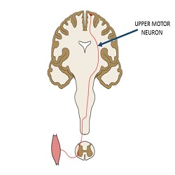 Upper motor neurons